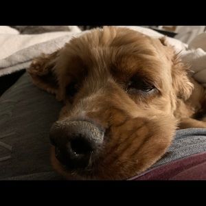 Meet your Posher, Carla